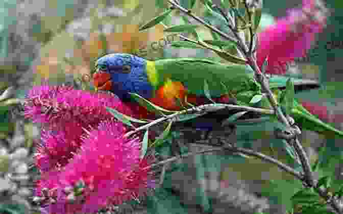 A Close Up Of A Lorikeet Feeding On Nectar From A Flower, Showcasing Its Long, Brush Tipped Tongue Facts About The Lorikeets (A Picture For Kids 102)