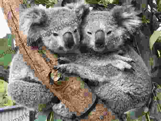 A Cuddly Koala Hugging A Eucalyptus Branch Amazing Fun Fact About Giant Panda: Here Are A Few Fact About The Most Beloved Animal In The World (The Animal Kid S Book)