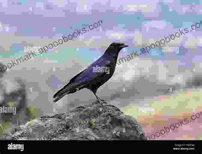 A Lone Crow Standing On A Rocky Outcrop Against A Stormy Sky, Its Feathers Ruffled By The Strong Winds. One Crow Alone S D Crockett