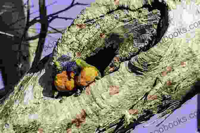 A Pair Of Lorikeets Nesting In A Tree Hollow, Protecting Their Eggs Facts About The Lorikeets (A Picture For Kids 102)