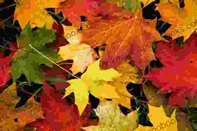 A Photo Of Autumn Leaves By Way Of Autumn Jacqueline Druga