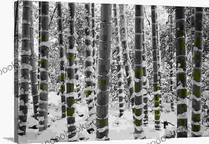 A Traditional Japanese Temple Surrounded By Snow Laden Bamboo Groves, Evoking The Historical Setting Of The Novel. Snow Falling From A Bamboo Leaf: The Art Of Haiku