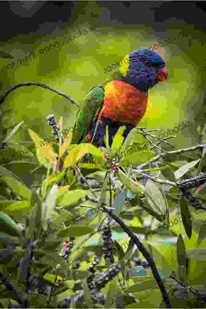 A Vibrant Green Lorikeet Perched On A Branch, With A Rainbow Colored Plumage Facts About The Lorikeets (A Picture For Kids 102)