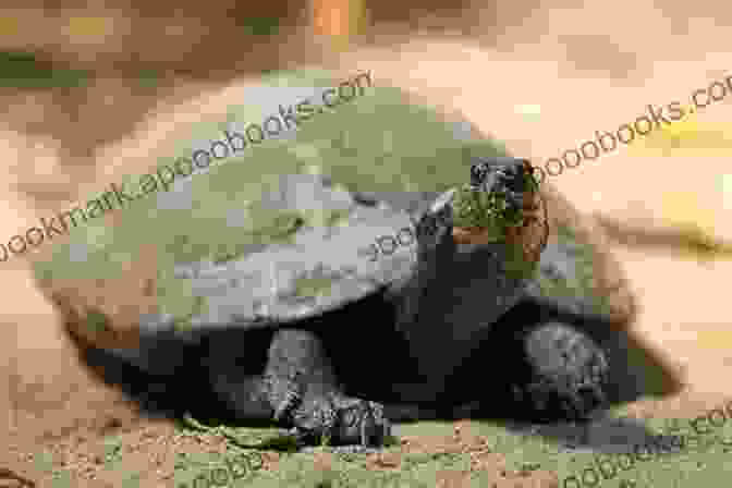 A Young Ruth Nye Holding An Arrau Turtle A Life In Music: Ruth Nye And The Arrau Heritage