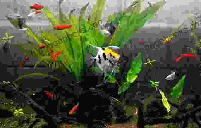 Breeding Pair Of Ornamental Fish In An Aquarium How To Raise Ornamental Fish: Detail Instructions For Beginners