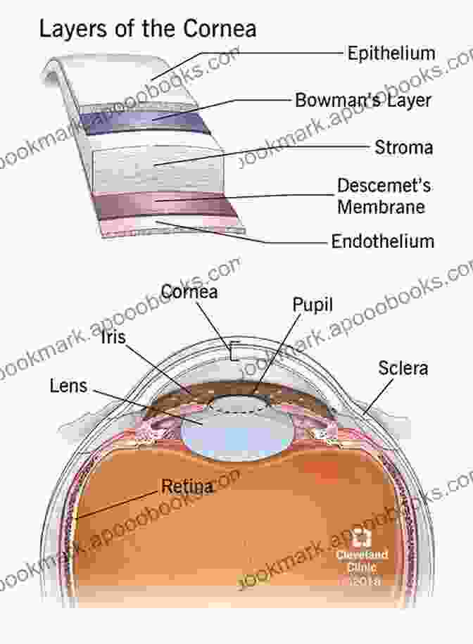 Diagram Of The Cornea Layers A Passage Into The Eye: Understanding Of The Eye From Tear Film To Photoreceptors With An Application Of Optical Coherence Tomography (OCT)