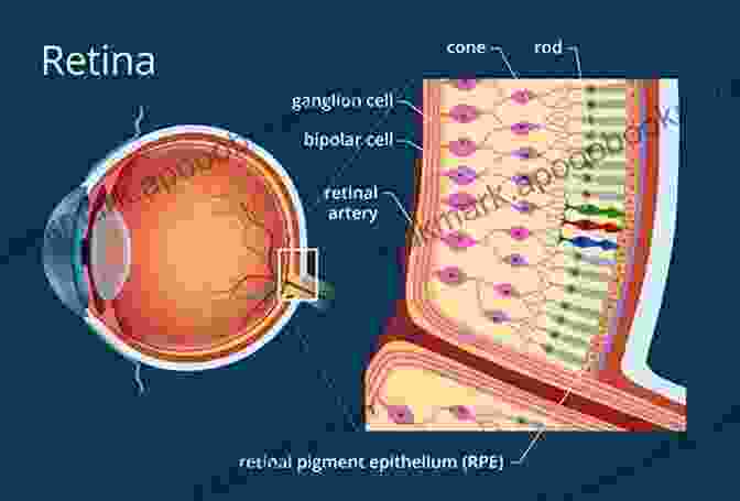 Diagram Of The Retina A Passage Into The Eye: Understanding Of The Eye From Tear Film To Photoreceptors With An Application Of Optical Coherence Tomography (OCT)