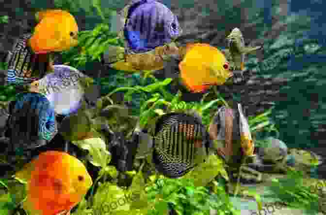 Different Types Of Ornamental Fish Swimming In An Aquarium How To Raise Ornamental Fish: Detail Instructions For Beginners