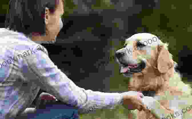 Dog With Behavioral Problems Receiving Guidance From Owner How To Get Your Dog To Do What You Want: A Loving Approach To Unleashing Your Dog S Astonishing Potential