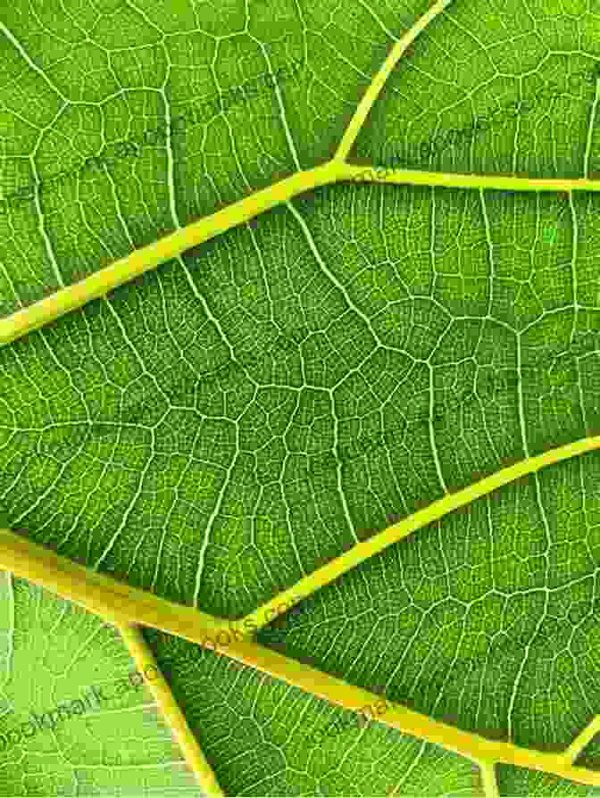 Fractal Patterns In Seaweeds The Algorithmic Beauty Of Seaweeds Sponges And Corals (The Virtual Laboratory)