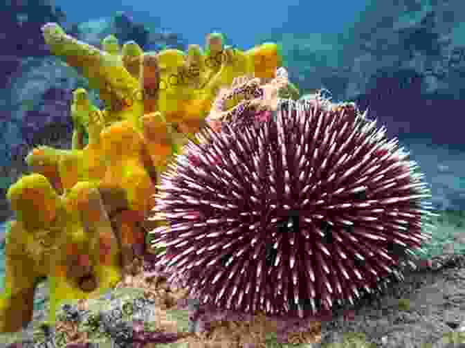 Image Of A Sea Urchin, A Type Of Echinoderm, With Its Tube Feet Extended Reproduction And Development In Echinodermata And Prochordata (Reproduction And Development In Aquatic Invertebrates 3)