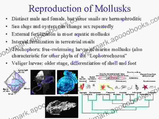 Intricate Behaviors Of Mollusks, From Sensory Perception To Reproductive Strategies. Molluscan Communities Of The Florida Keys And Adjacent Areas: Their Ecology And Biodiversity