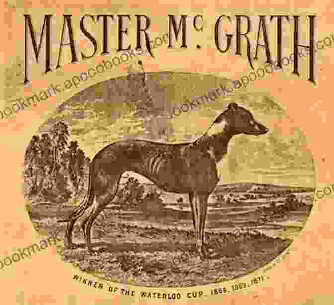 Master McGrath, A Legendary Irish Greyhound With A Captivating Gaze And A Remarkable Story The Ghost Of Master McGrath : Master McGrath 3 Time Winner Of The Waterloo Cup