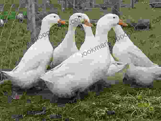 Pekin Ducks As Pets Pekin Ducks As Pets American Pekin Duck Owner S Manual American Pekin Duck Care Pros And Cons Housing Health And Diet All Included