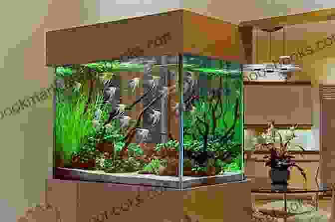 Setting Up An Aquarium For Ornamental Fish How To Raise Ornamental Fish: Detail Instructions For Beginners