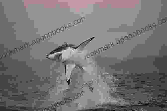 Shark In Words Wildlife Series 2024 Book Cover Featuring A Stunning Photograph Of A Great White Shark Breaching The Ocean's Surface Shark In 5 Words: Wildlife Series: 2024