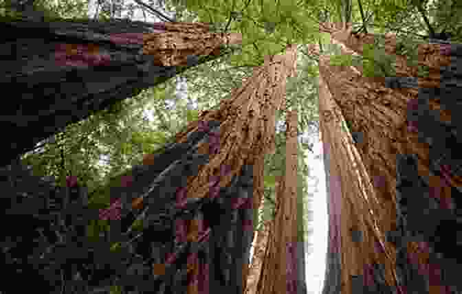 Soaring Redwood Trees In Redwood National Park Great American Wilderness: Touring The National Parks Of California