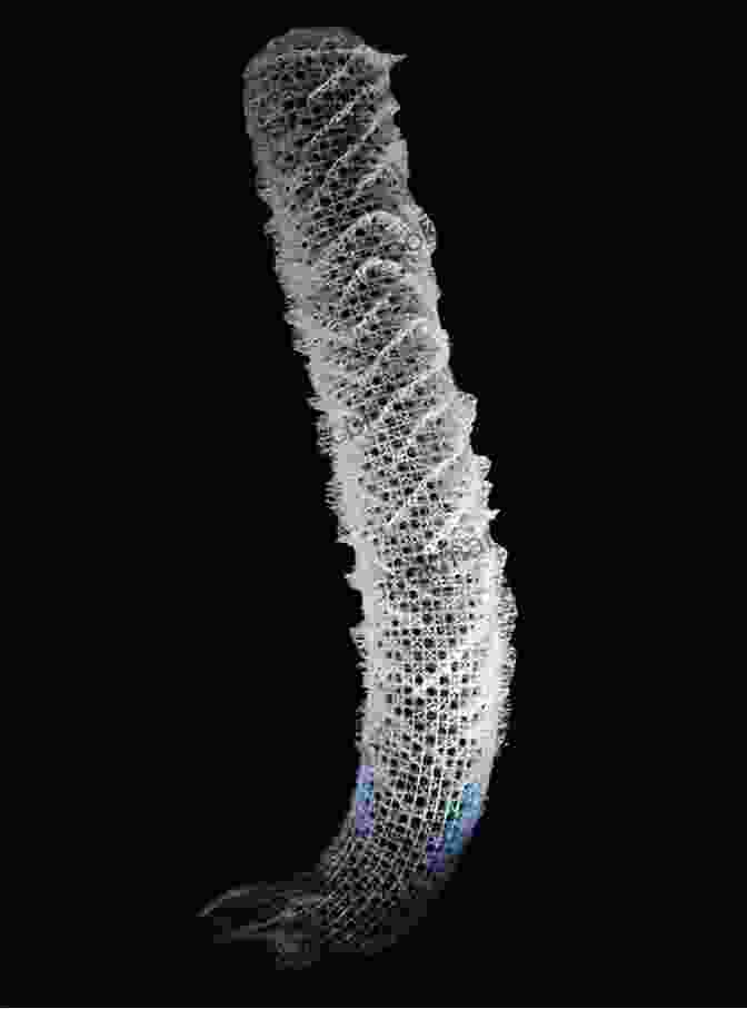 The Labyrinthine Architecture Of A Sponge Skeleton The Algorithmic Beauty Of Seaweeds Sponges And Corals (The Virtual Laboratory)