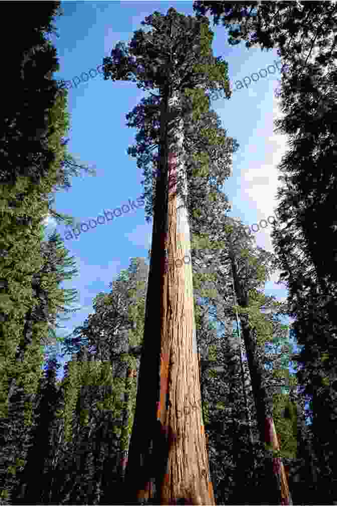 Towering Giant Sequoia Trees In Sequoia National Park Great American Wilderness: Touring The National Parks Of California