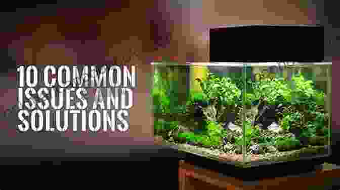 Troubleshooting Common Problems In An Aquarium How To Raise Ornamental Fish: Detail Instructions For Beginners