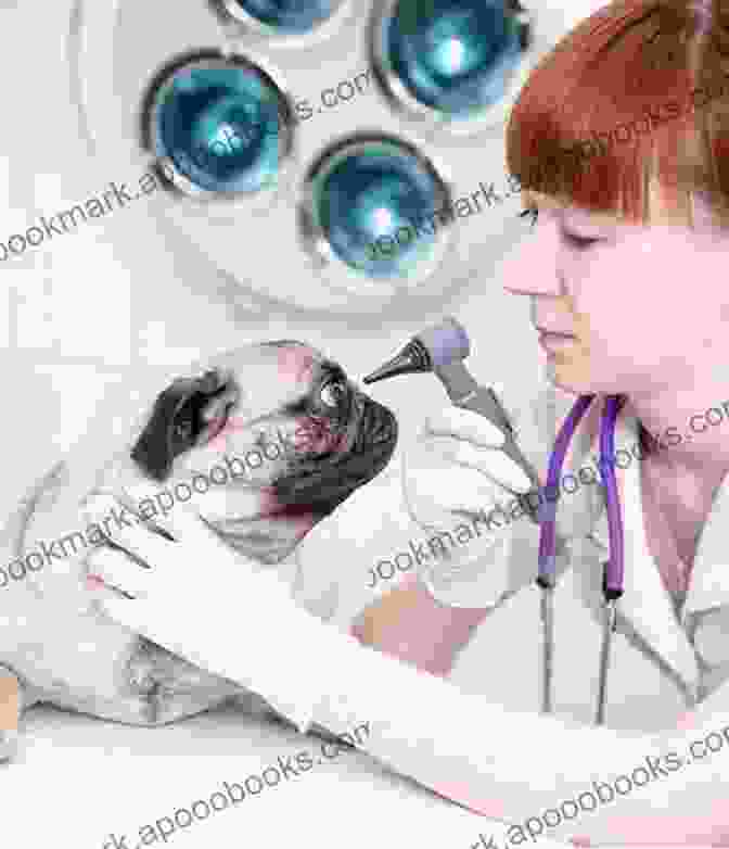 Veterinarian Examining A Dog's Eyes Animal Magnetism: My Life With Creatures Great And Small